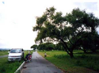 �V���쒆���Βn